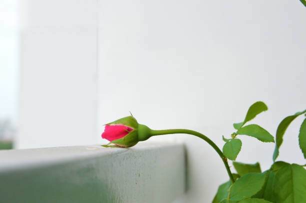 Soeur Emmanuelle rose bud leaning on a balcony fence