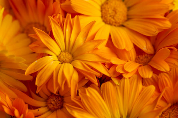A close-up view of a spread of bright yellow calendula flowers, recently plucked from the garden