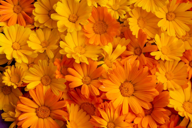 istock A scattering of yellow calendula flowers 2163546636