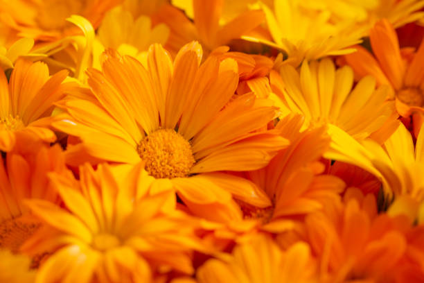 istock Yellow calendula blooms sprinkled around 2163546637