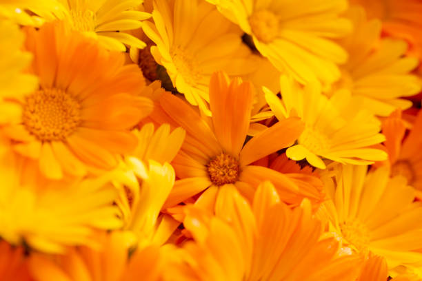 istock Yellow calendula flowers dotted around 2163546658