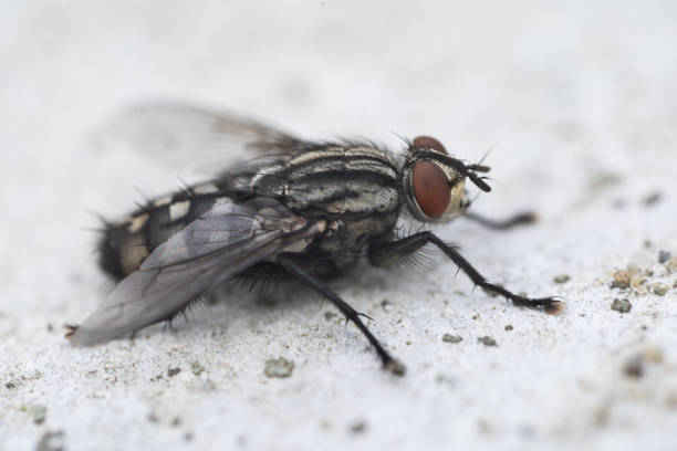 istock Housefly, close up macro shot of a fly 2163547061