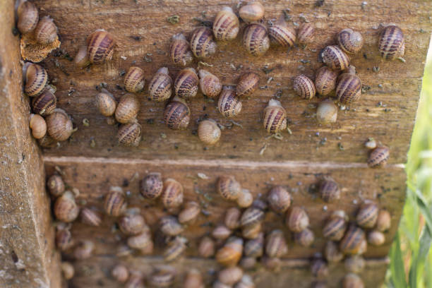 many small edible snails are grown on a board