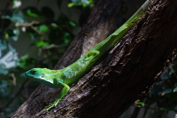 close up Striped Fijian iguana on a tree
