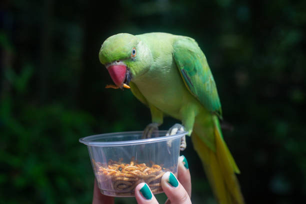 Close up Hands of Pet Owner Cutting Vegetables with Little Green Budgie Helping