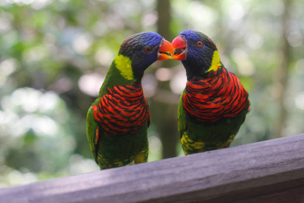 beautiful colored Rainbow Lorikeet Parrot in the zoo sitting on a stick