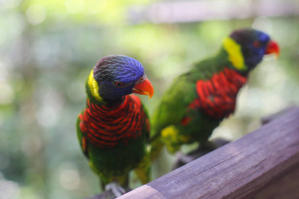 beautiful colored Rainbow Lorikeet Parrot in the zoo sitting on a stick