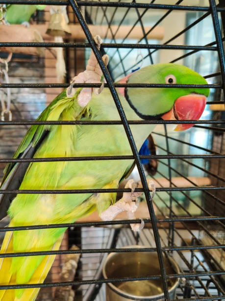 istock A large ringed parrot sits closed in a cage 2163547181