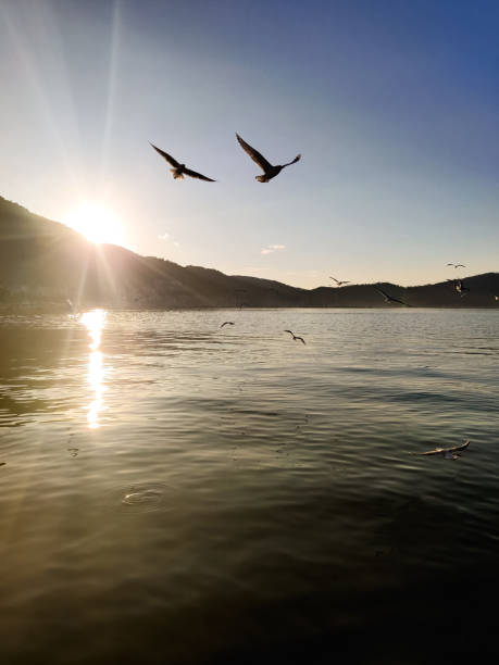 istock many seagulls and ducks fly over the sea, catching fish 2163547208