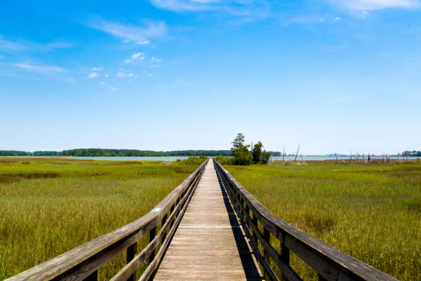 istock Wooden Boardwalk Extending Through Grassy Marshland Toward A Distant Forest. 2163547770