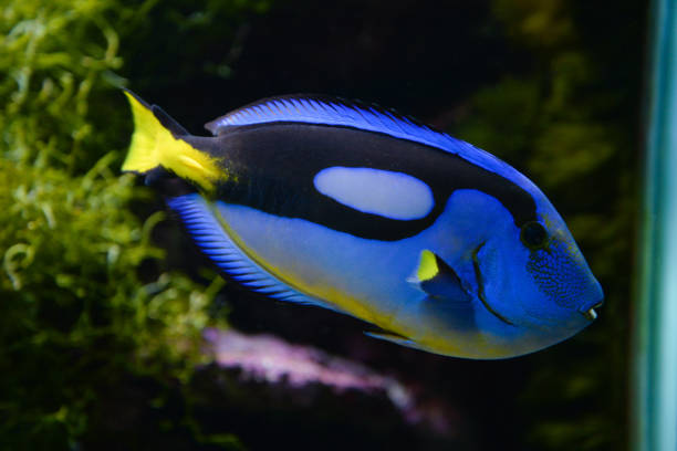 istock Blue Tang fish swims in a large aquarium with other fish 2163548377