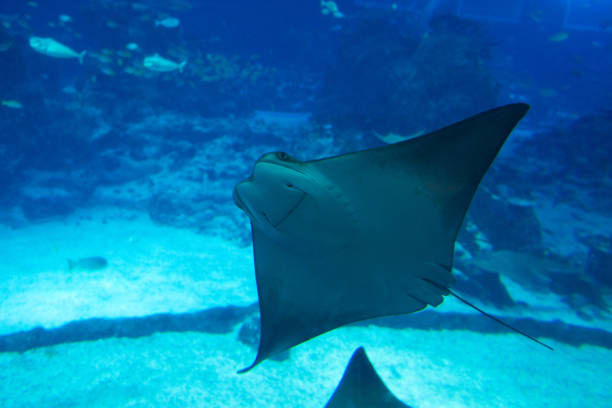 istock Stingray fish swims in a large blue aquarium 2163548385