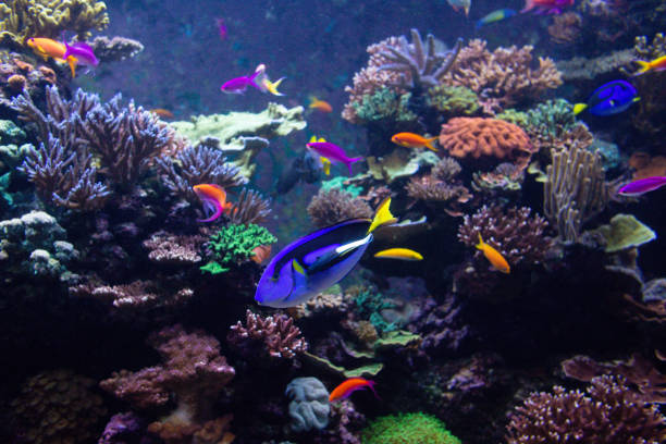 Blue Tang fish swims in a large aquarium with other fish