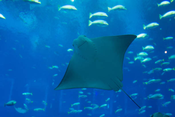 istock Stingray fish swims in a large blue aquarium 2163548401