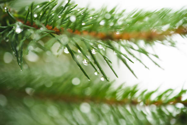 Nature's Rain-kissed Jewels: Glistening Pine Needles in Early Spring in Northern Europe