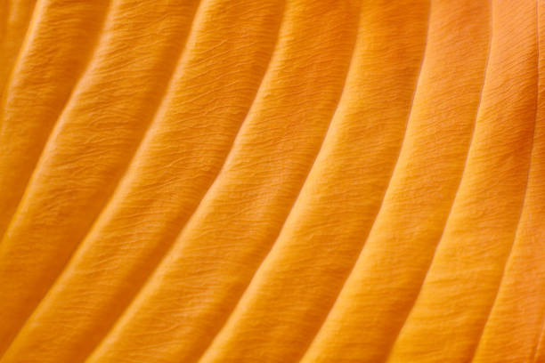 close-up texture and fibers, veins on a leaf