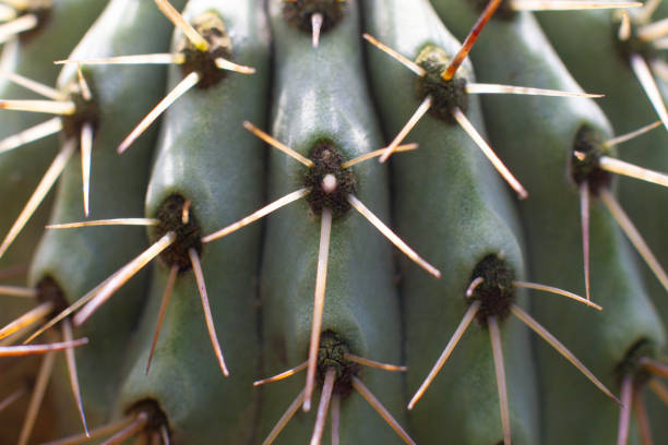 close up texture of cactus needles in a pot