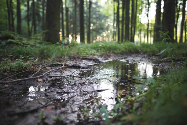 a big puddle after rain in a dense green forest