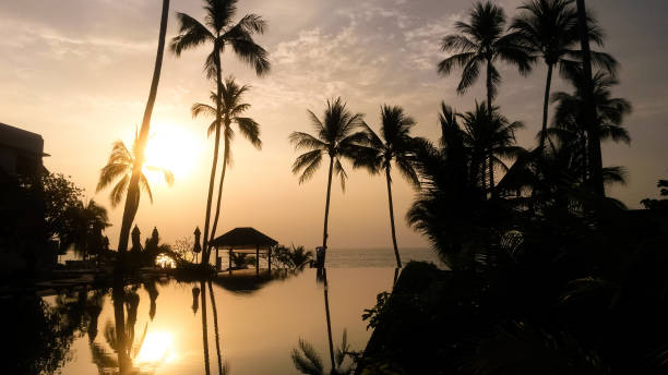 istock beautiful large tropical palm trees grow on the coast 2163549792