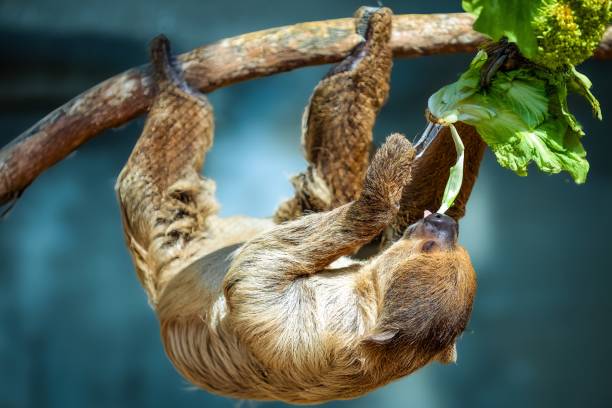 Two-toed sloth, a slow-moving animal handing upside down