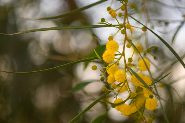 istock Mimosa Spring Flowers Easter background. Blooming mimosa tree 1 2163551448
