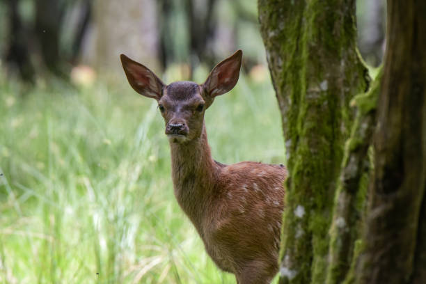 View on a cute fawn in the nature in France