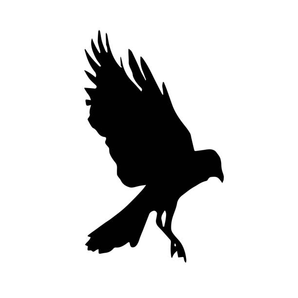istock Bird in flight vector art. Silhouette of a raven, wings spread. 2163552353