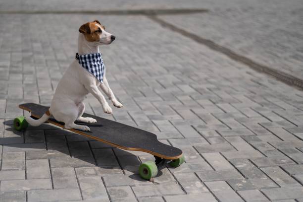 istock Jack Russell Terrier dog dressed in sunglasses and a plaid bandanna performs tricks on a longboard. 2163552815