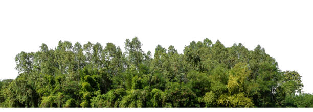 istock A group of rich green trees High resolution on white background. 2163552822