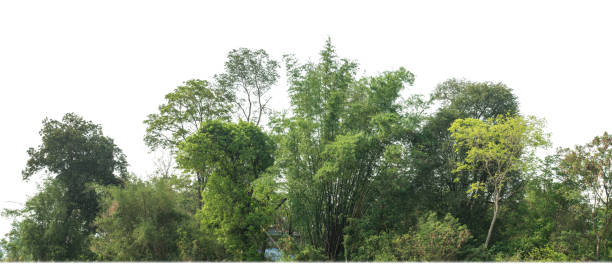 istock Green trees isolated on white background. are Forest and foliage in summer for both printing and web 2163552835
