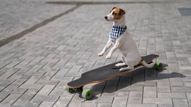 istock Jack Russell Terrier dog dressed in sunglasses and a plaid bandanna performs tricks on a longboard. 2163553119