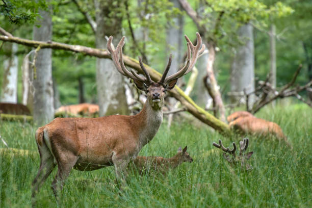istock Beautiful deer on the forest 2163553360
