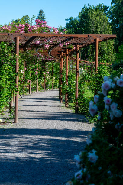 istock Public garden with big rose protal pergola 2163553483
