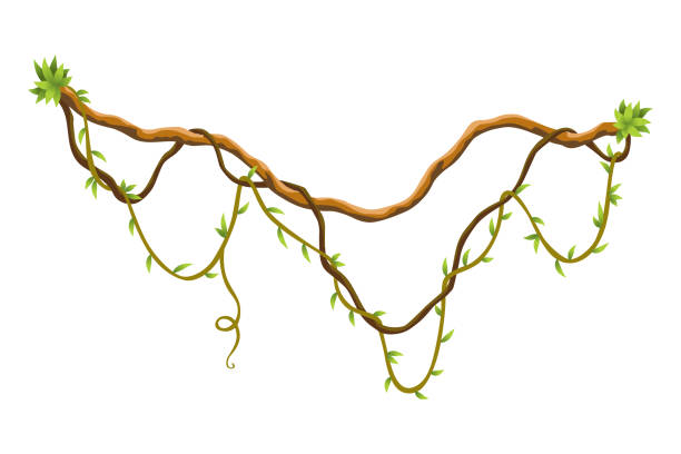 istock Twisted wild lianas branches banner. Jungle vine plants. Woody natural tropical rainforest, exotic botany. Woody natural branches 2163555055