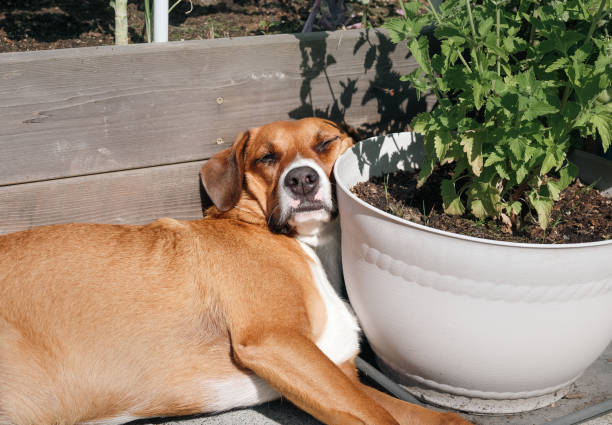 istock Relaxed dog sleeping in the sun with head propped up. 2163555580