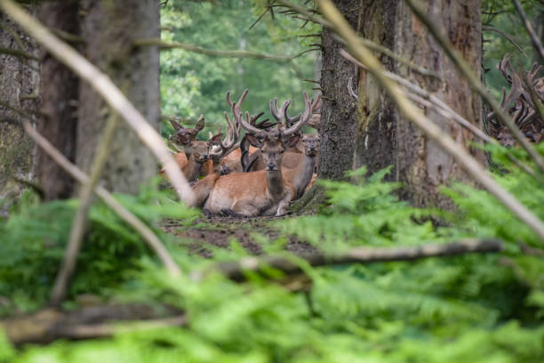 istock view on a group of deer in the forest 2163558080
