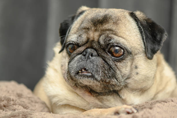 istock Cozy pug lying on the sofa 5 2163558500