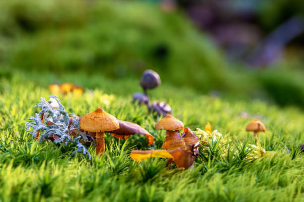Mushroom that is backlit lighted in beech woods, macro photography with wide angle lens