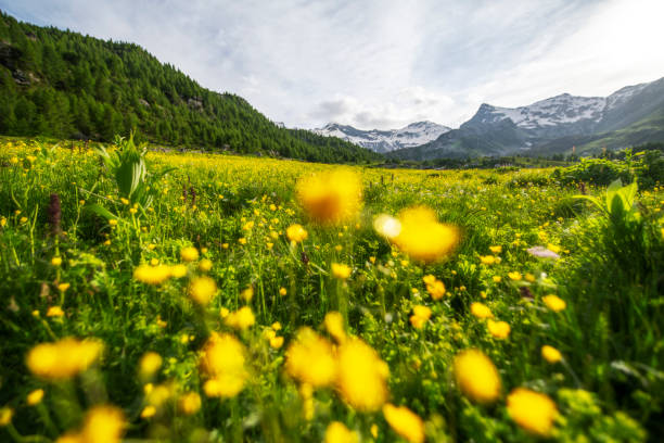 istock Fioriture nelle Alpi 2163560447