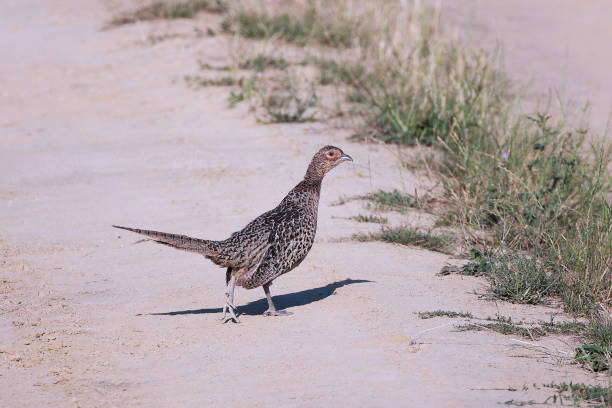 female common pheasant on rural road (Phasianus colchicus)