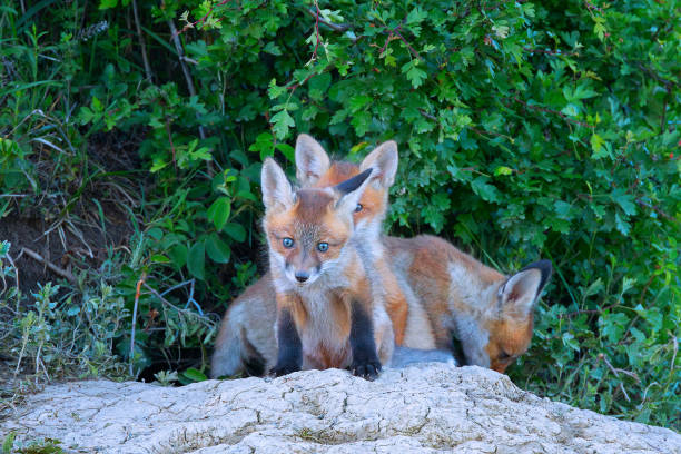 istock young red fox cubs in natural habitat 2163560573