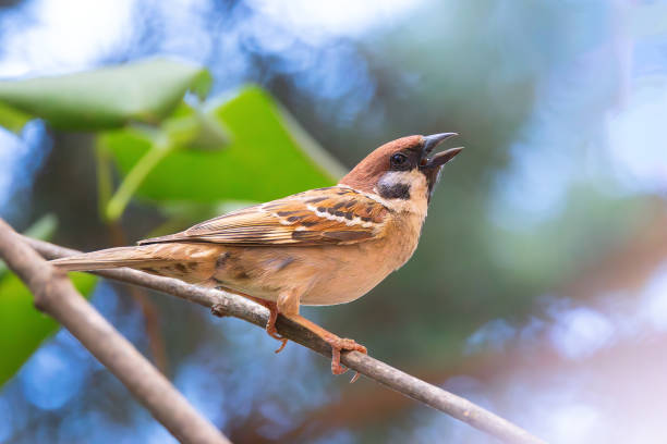 tree sparrow in the garden