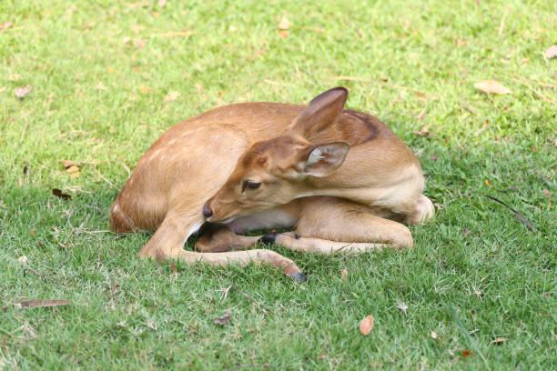 A small deer, with a light brown coat and dark brown spots, stands on a gray stone platform in a city park.  Its tongue is visible, as if it is licking something. The deer is clearly enjoying the surroundings. The park has light gray concrete and a pergola in the background.