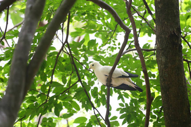 White imperial-pigeon and the scientific name is Ducula aenea, a bird sitting on a tree.