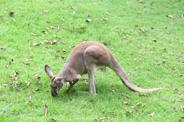 istock Kangaroo eating grass on the ground. 2163560913