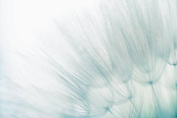 istock Big white dandelion in a forest at sunset. Macro image. Abstract nature background 2163561821