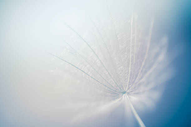 istock White dandelion in a forest against the blue sky. Macro image 2163561826