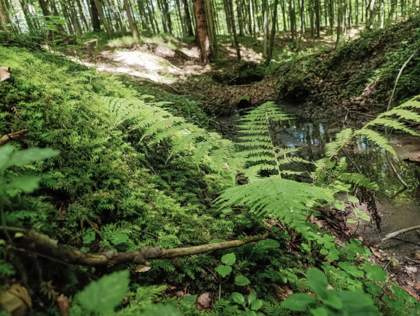 istock Macro  - Forest - Europe, Romania, Suceava region 2163563649