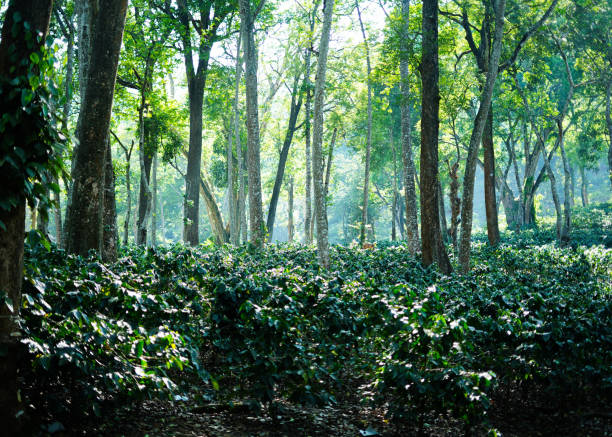 istock Vivid morning in greenforest 2163564473