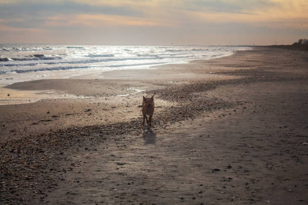 istock Cat, dogs, animals, pets 2163565226